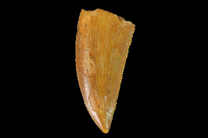 Serrated, Raptor Tooth - Real Dinosaur Tooth #139382